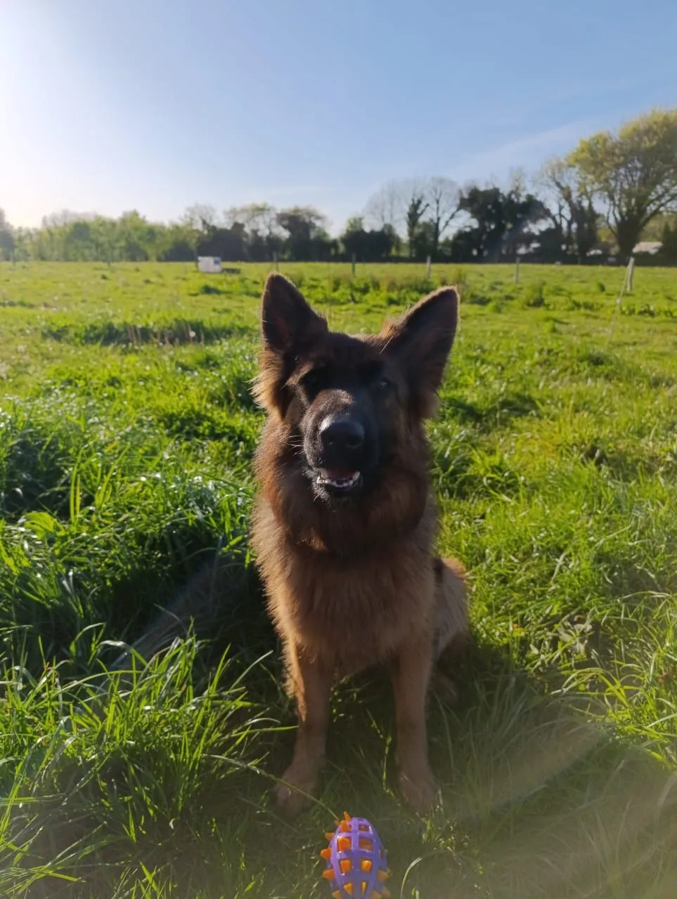 Un berger allemand assis dans un pré