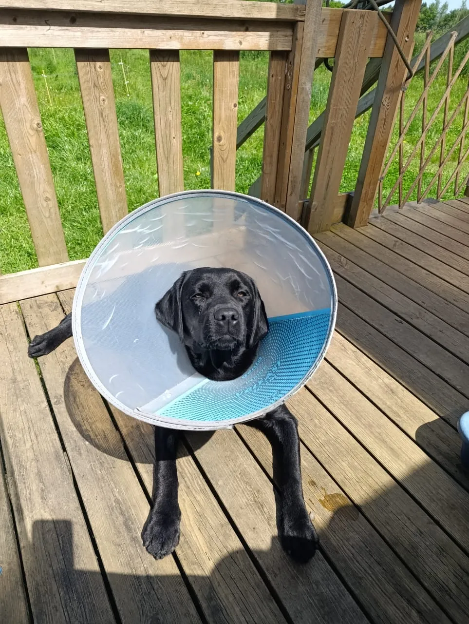 Un chien noir avec une collerette, sur une terrasse en bois