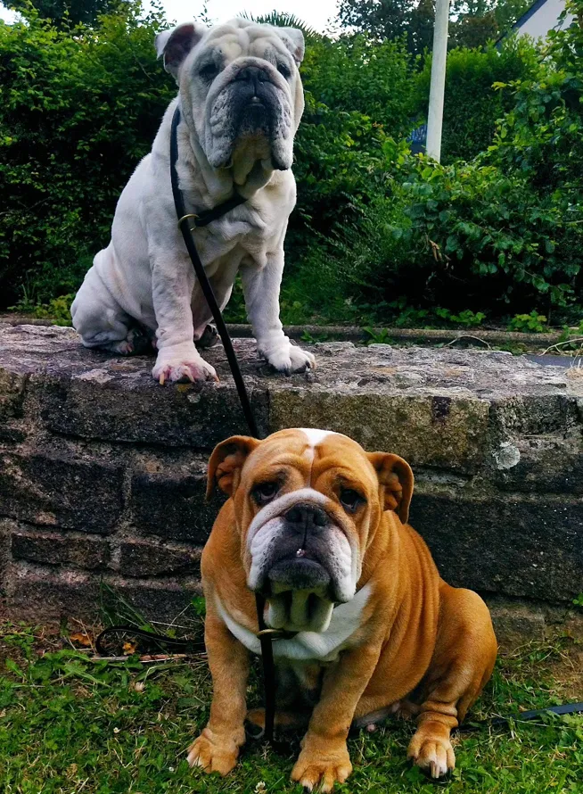 Un bouledogue anglais devant un muret, avec un chien blanc
