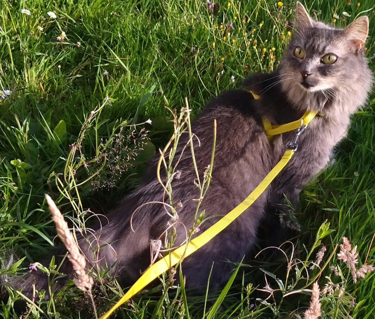 Un chat gris en harnais jaune, dans les hautes herbes