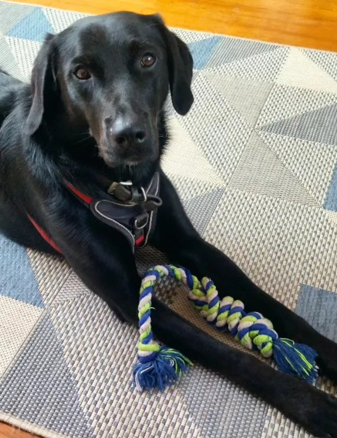 Un chien noir allongé avec son jouet en corde