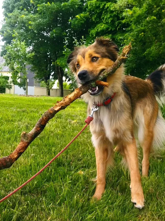 Un chien roux qui tient un bâton dans la gueule