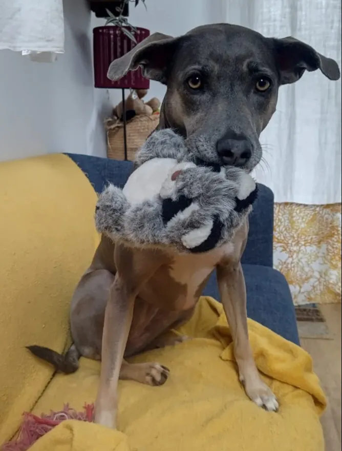 Un chien gris avec une peluche, sur un canapé