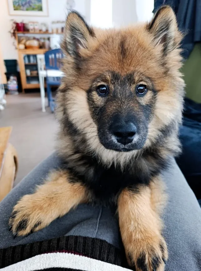 Un chiot berger allemand installé sur des genoux