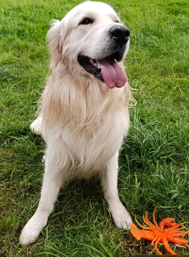 Un golden retriever assis dans l'herbe