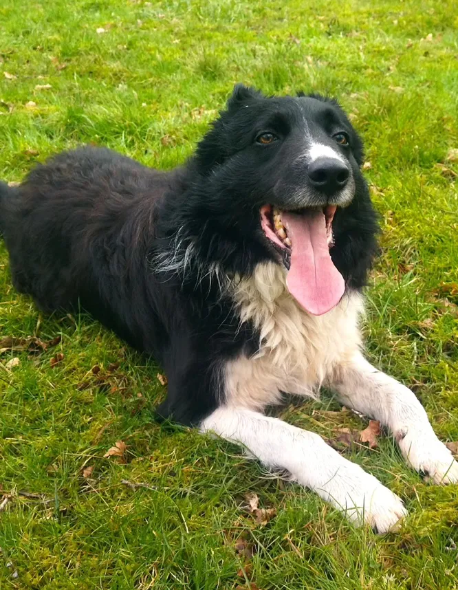 Un border collie noir et blanc allongé dans l'herbe